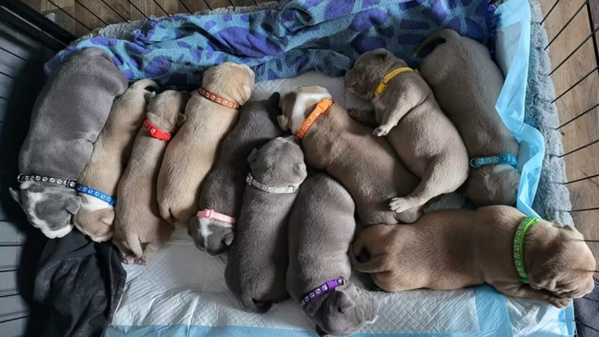 Rozlišovací obojky 10ks